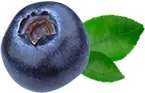 elderberry-boost-immunity